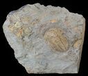 Hamatolenus vincenti Trilobite - Tinjdad, Morocco #63108-2